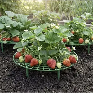 Strawberry Support Stake Set, 10 Sets, Ideal for Potting, Supports Strawberries & Berries, Enhances Air Circulation, Prevents Rot