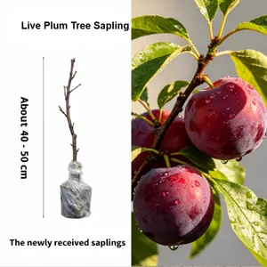 Live Plum Tree Seedling Healthy Rooted Fruit Plant for Outdoor Home Garden Growing