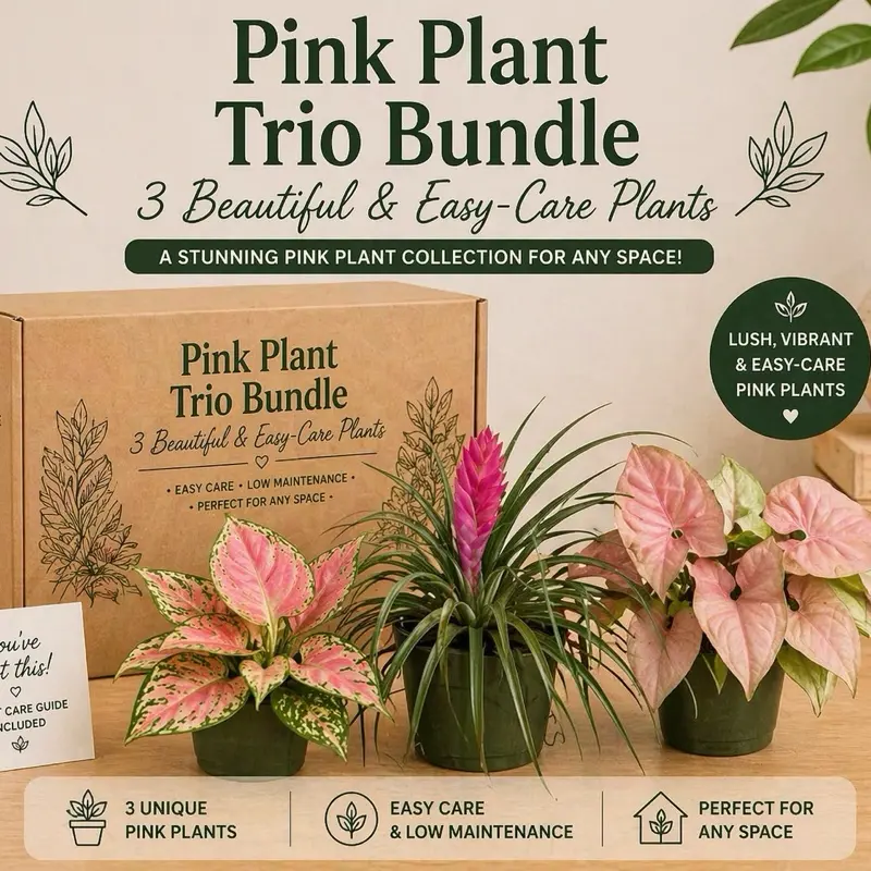 Pink Plant Bundle Box - 3 Pink Plant Pink Plants Pink Plant Bundle Box - 3 Pink Plant Pink Plants