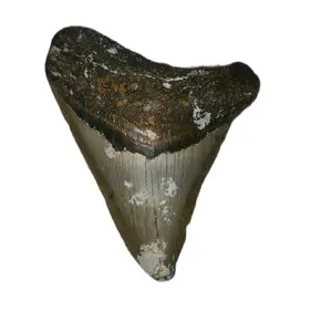 Megalodon Tooth 3.7"x 2.9"
