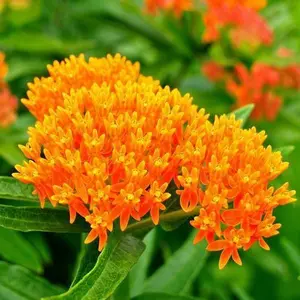 Milkweed ORANGE PERENNIAL Tuberosa Monarch Butterfly Host Plant  50 Seeds