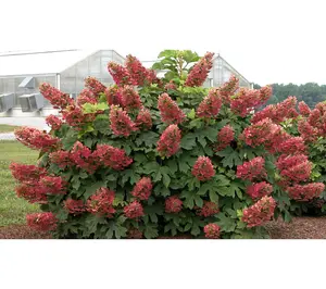 Roberta's 1 pc. Ruby Slippers Oakleaf Hydrangea