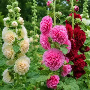 200pcs Double Hollyhock Seeds 'Radiant Rose' - Mixed Colors, Non-GMO Heirloom, Hardy Biennial for Vibrant & Tall Blooms Plant Garden Outdoor Flower Pot Decorative Tulip