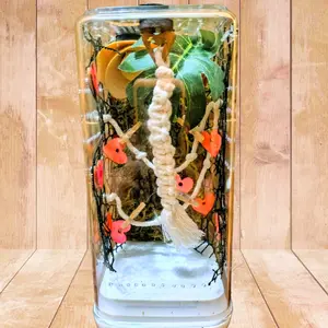 Pre Decorated Jumping Spider Enclosure "Honeymoon Suite"