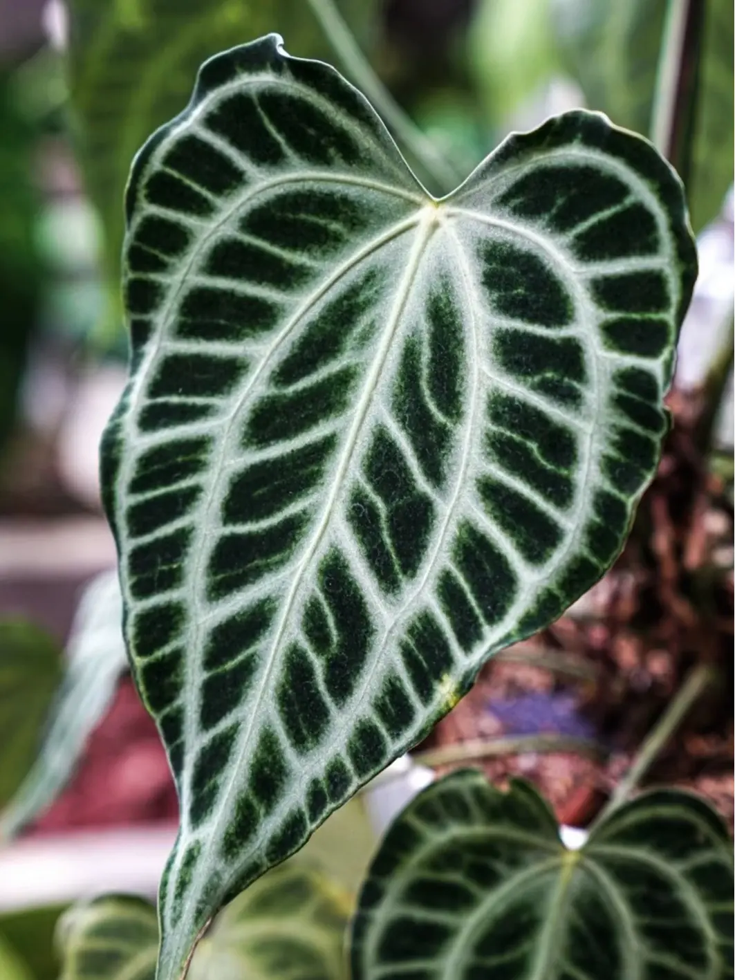 Rare Anthurium Clarinervium King Starter Plant in 2-Inch Pot | Velvet Heart Leaf Aroid House Plants