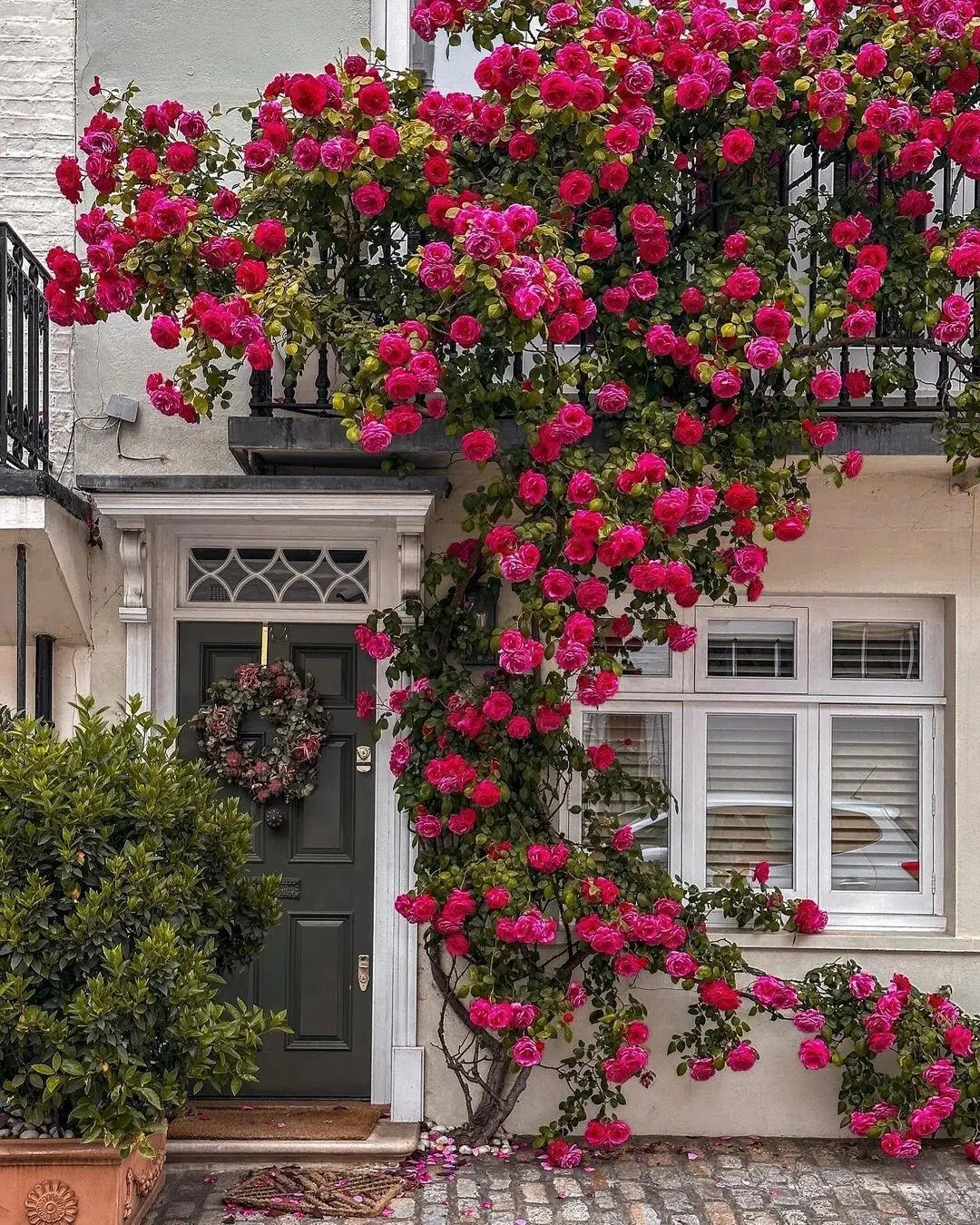 300+ Mixed Climbing Rose Seeds - Non-GMO Colorful Rose Vines for Fences, Trellises, Arbors, and Vertical Garden Walls