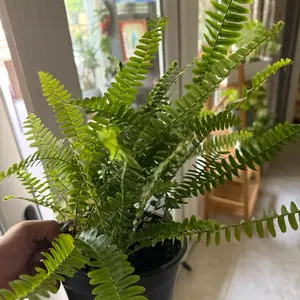 Fern plant