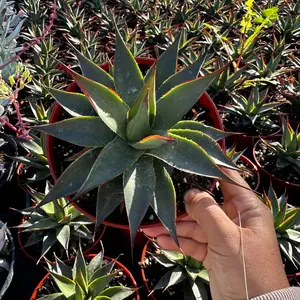 Agave blue glow 6 inch pot plant