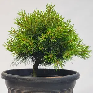 Horsford Dwarf Eastern White Pine