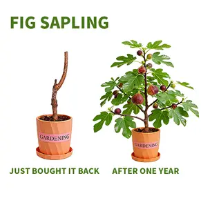Home Garden Fig Tree Sapling – Easy Planting for Beginners, Patio & Small Garden Fruit Tree