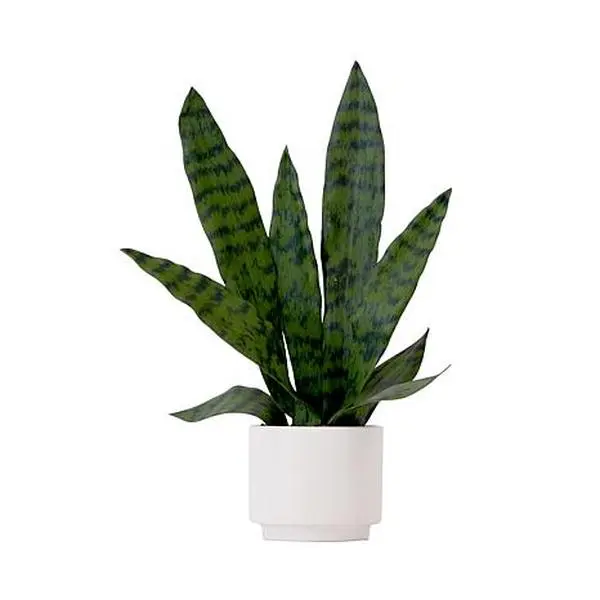 Nearly Natural  16 in. Artificial Sansevieria Plant with Planter