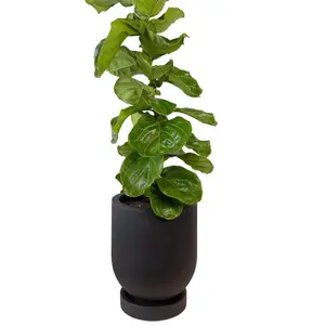 STANDARD Fiddle Leaf Fig x Cylindro