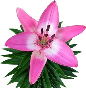 Lilium Asiatic Lily 'Arbatax' Plant Bulbs (3 Pack) - Pink & White Flowering Blooms in Summer Gardens