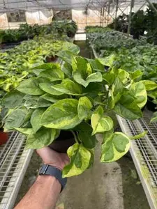 Pothos 'Lemon Meringue' Pothos 'Lemon Meringue'
