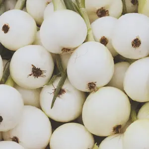 Heirloom White Spanish Sweet Onion Seeds - Organic and Regenerative Gardening Seeds