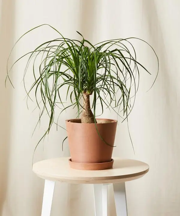 Ponytail Palm