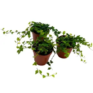 BubbleBlooms String of Frogs 2 inch Set of 3 Ficus Quercifolia Miniature Oakleaf Fig Tiny Mini Pixie Plants