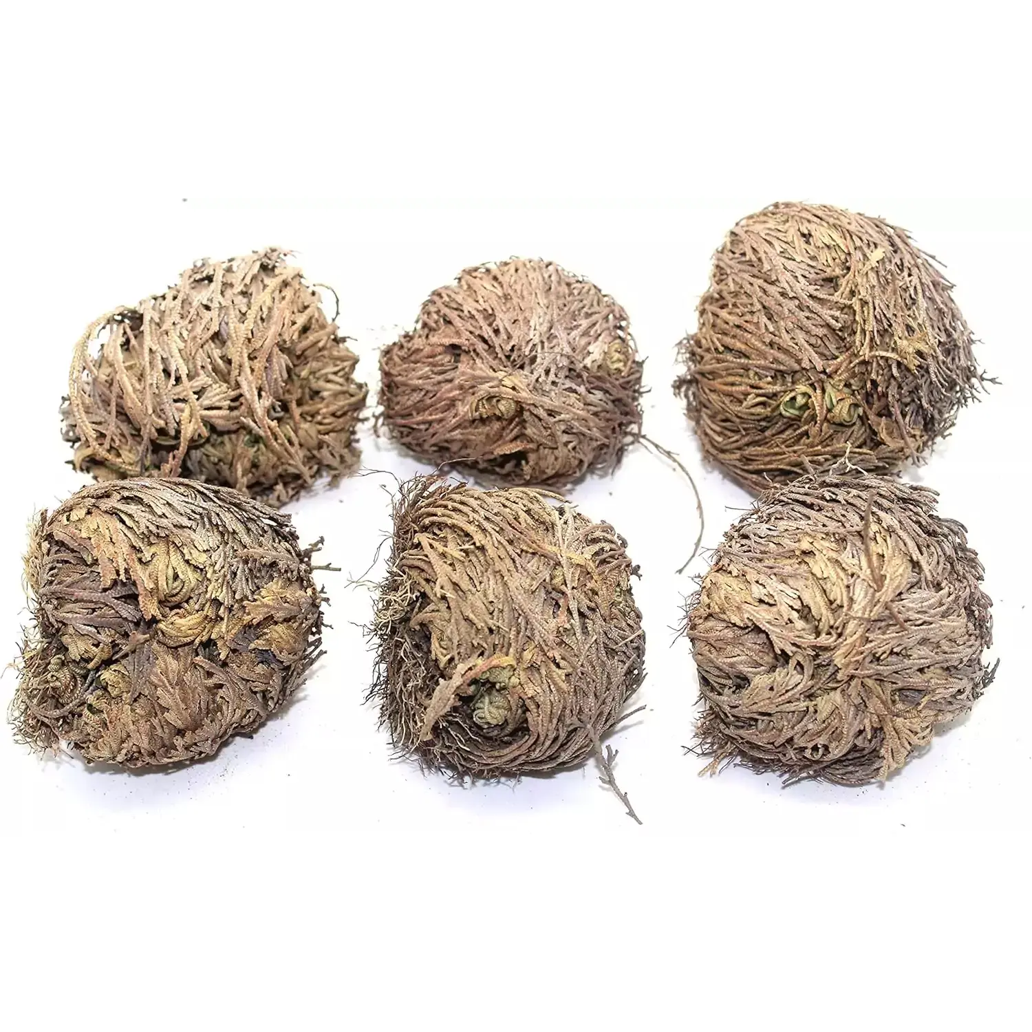 Rose of Jericho Resurrection Plant Set of 6 — Bulk Dried Jericho Flowers