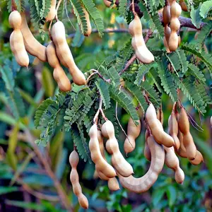 5 Tamarind Tree Seeds Tamarindus indica Tropical Fruit Flower Plant, Bonsai