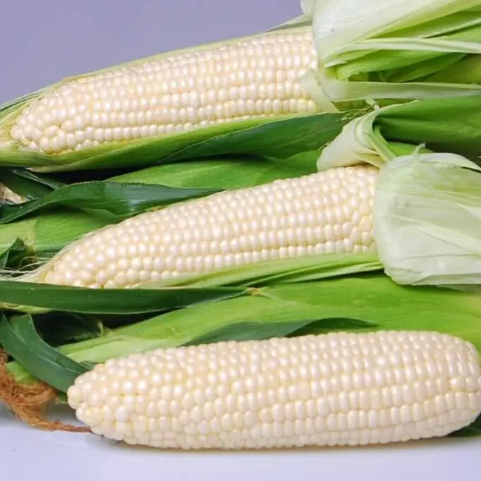 Eden Augmented Supersweet Hybrid Sweet Corn Seed Packet - 150 Seeds, High Yield, Exceptional Sweetness, for Backyard Garden Fresh Eating & Outdoor Growing