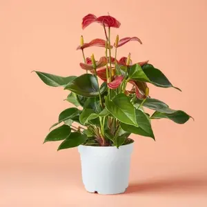 4" Anthurium Livium – Indoor Live Plant, Vibrant Pink, Red and White Flamingo Flower, Glossy Heart-Shaped Blooms, Easy Care, Bright Indirect Light, Gift for Love Double-Flowered Moss