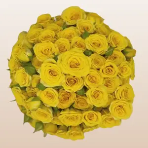 Yellow Babe Spray Roses 12 Bunches 10 Stems 40cm 3-4 Blooms Per Stem Freesh imported From Ecudor for DIY Weddings & Home Florists