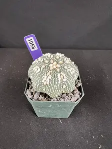 Astrophytum Asterias cv. Hanazono, Cactus Succulent, Small Potted Plants for Succulent and Cactus Plant Decor