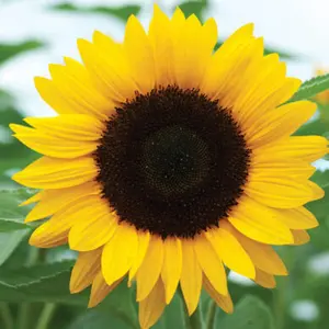 TomorrowSeeds - Sunflower Seeds -  For Planting Huge Tall Peredovik Black Oil Common Sun Flower USA Garden Vegetable Plant 2024 Season