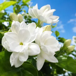 Buy 2+ Packs, Get 1 Free Zinnia, Best Value 3&5-Pack, 50 Non-GMO Aromatic Evergreen Jasmine Seeds, Purple or White Fragrant Flowers for Garden & Balcony Decor-Silver Jasmine Seeds Bonus Deal