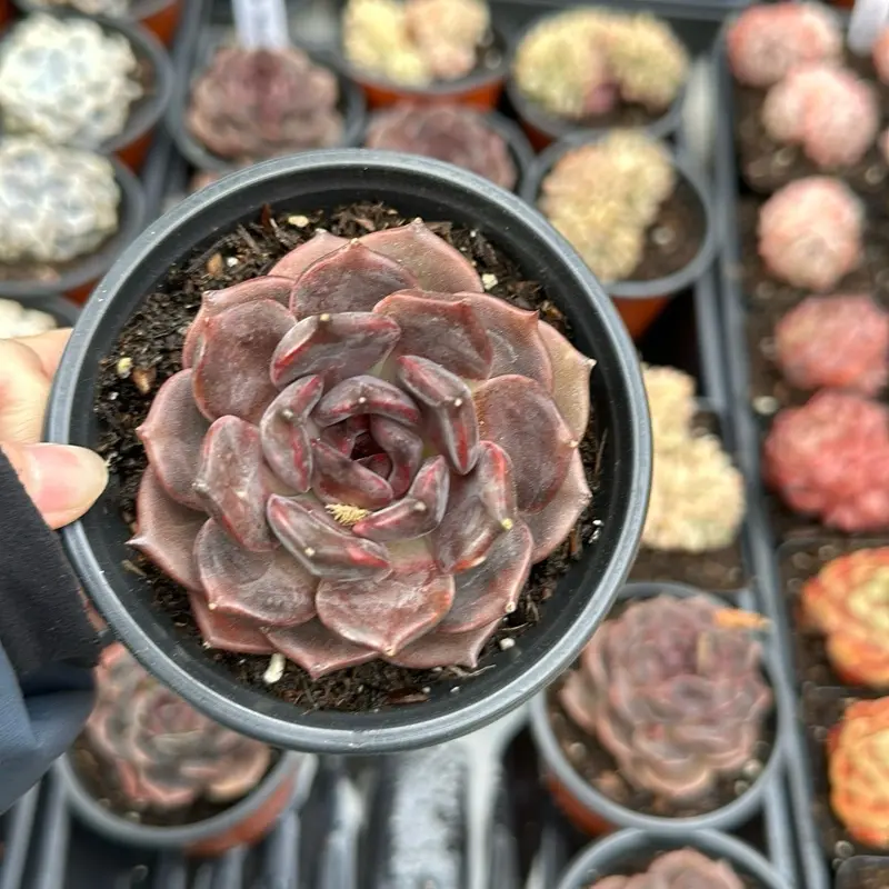 Echeveria ‘Black Manba’ (around 3'')- Bare Root Succulents - Terra Tales