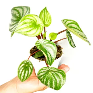 4" Peperomia Watermelon, Pet Friendly, Live Houseplant, Indoor Plant