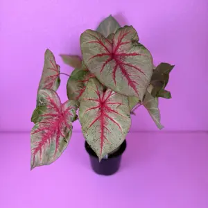 Caladium Assorted Varieties 6” Colorful Tropical Foliage Live Plant Bright Bold Pink Red White Green Indoor Plant Decor