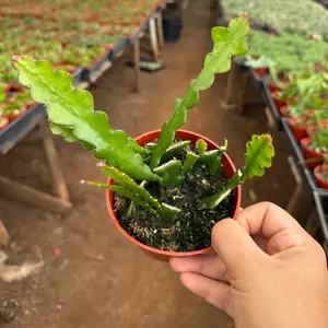 Fish bone Cactus Ric Rac Plant