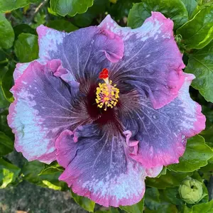 200Pcs Mixed-Color Hibiscus Seeds – Tropical Beauty for Your Garden