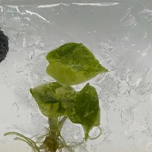 Alocasia Silver Dragon Aurea Tissue Culture Plant – Rare Aurea Variegated Alocasia Aroid Starter