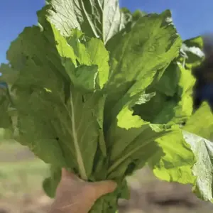 Green Field Mustard Seeds for Gardening Cải Bẹ Xanh Brassica rapa BAU-Sin GAI Choi 2 Pack x 1500 Seeds Fast Growing Nutrient Rich Leafy Greens