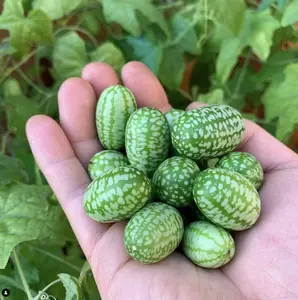 Mexican Sour Gherkin Cucumber Seeds Melothria scabra Mouse Melon for Gardening & Cooking Delightful Tangy Flavor
