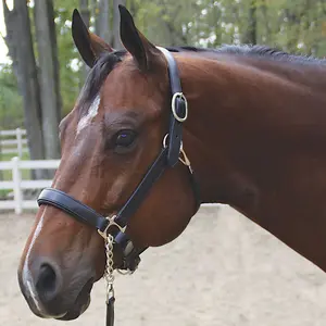 Joseph Sterling Aachen Dressage Halter
