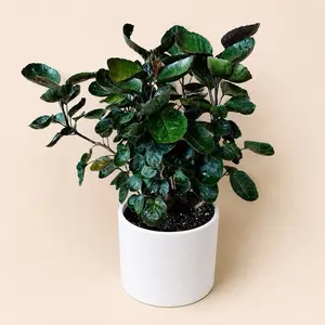 XL Aralia Fabian Stump 8” Pot floor plant – Compact floor Plant | Sculptural Upright Growth | Easy Care Houseplant | Bold Round Leaves