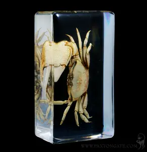 Fiddler Crab In Acrylic