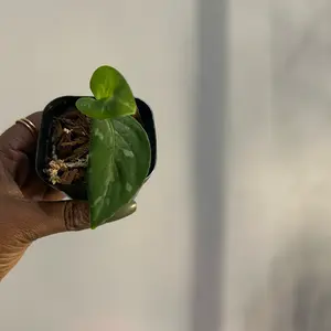 Pictum Tricolor