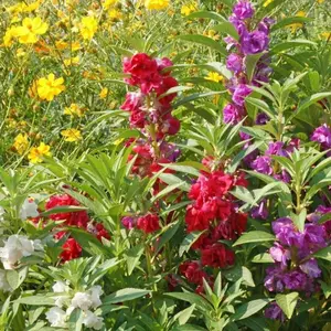 Tom Thumb Mix Balsam Seeds (Impatiens balsamina) Compact mix of vibrant balsams ideal for small spaces. Double blooms bring old-fashioned charm to containers and borders