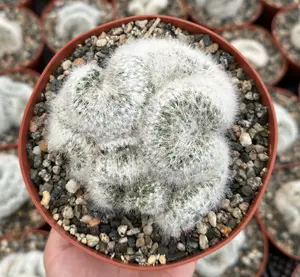 Mammillaria Baumii, White Crested Brain Cactus, Rare Plant in 6" pot