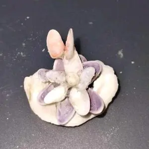 Handmade Seashell Art