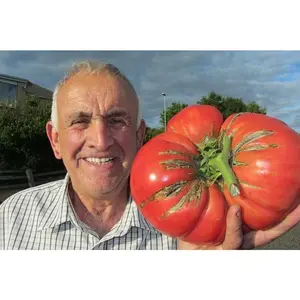 30 GIANT TOMATO SEEDS