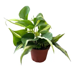 Philodendron Rio – Rare Variegated Heartleaf Philodendron with Cream & Silver Stripes | Live Trailing Plant in 4” Pot