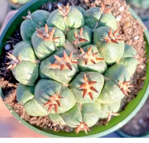 25 SEEDS RARE - Coryphantha elephantidens var. tanshi cactus seed