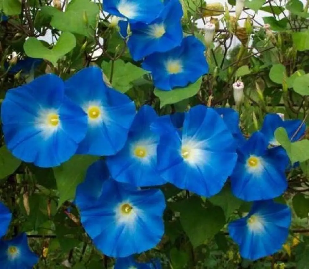 Heavenly Blue Morning Glory (Ipomoea Tricolor) Heirloom Seeds - 150 Seeds for Planting, All Seasons, Ideal for Pollinator Gardens, Flower Gardens, Hanging Baskets