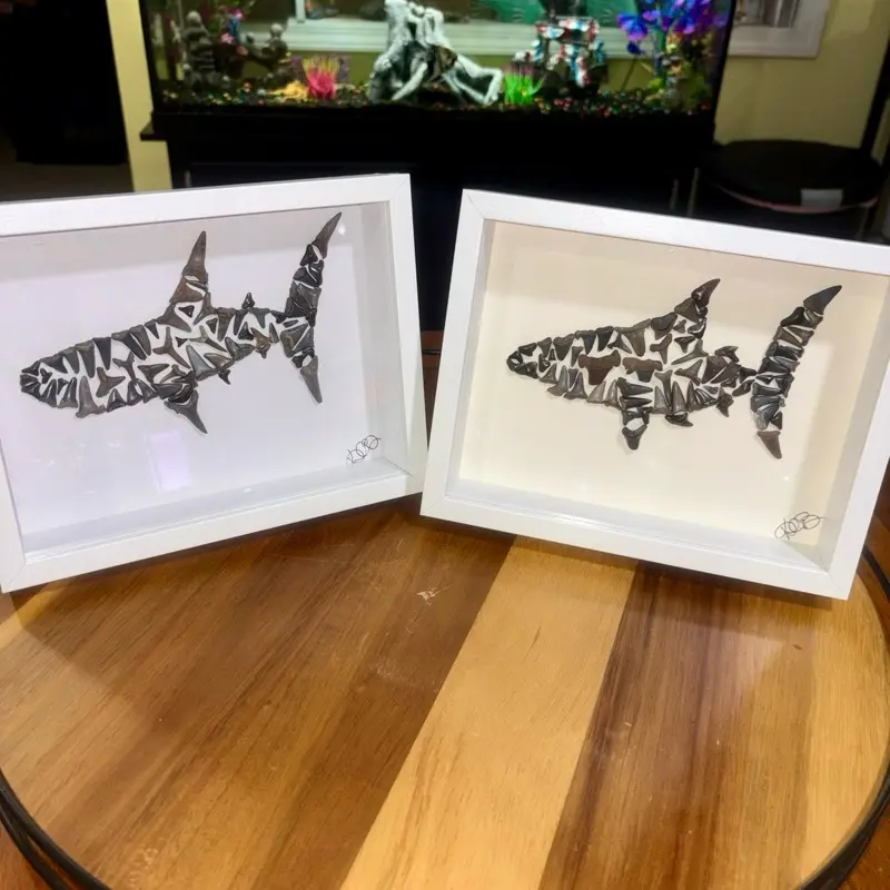 Unique Local NC Beach-Collected Wooden White Shark Tooth 6x8 Shadowbox