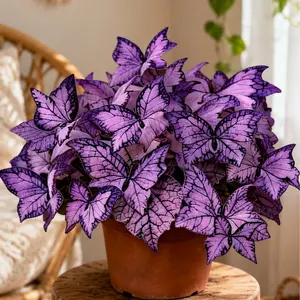 800pcs Butterfly Leaf Hosta Flower Seeds, Unique Butterfly Wing-Resembling Shade-Loving Perennials for Garden Borders, Landscaping